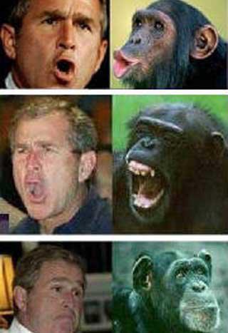 300633_193926727343525_681517585_n ape comparison bush