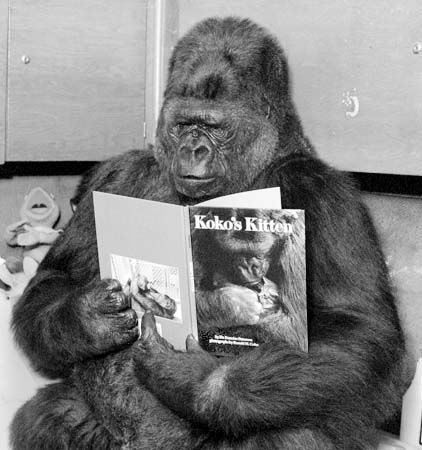 koko reading kokos kitten